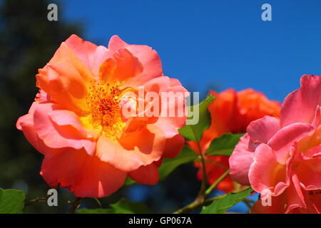 Rosa Rose arancione contro il cielo blu Foto Stock