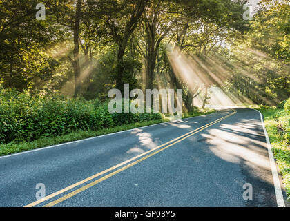 Alberi di luce nella nebbia sulla strada del paese attraverso la foresta Foto Stock