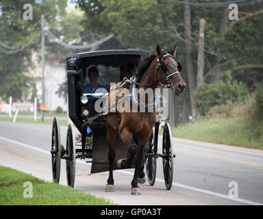 Cavallo Amish e buggy sulla strada locale Foto Stock