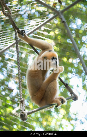 Gibbone allo zoo Foto Stock