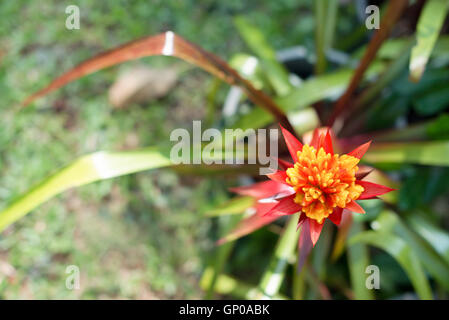 Red Bromeliad fiore, copia dello spazio. Foto Stock