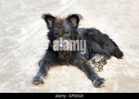 Stray dog o senzatetto cane abbandonato sulle strade Foto Stock