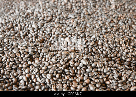 Chicchi di caffè tostati leggera profondità di campo a. Utile per lo sfondo. Foto Stock