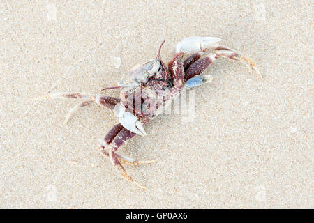 Morto il granchio shore capovolto sulla sabbia Foto Stock