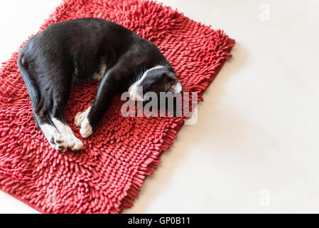 Gatto dorme sul tappeto rosso, copia dello spazio. Foto Stock