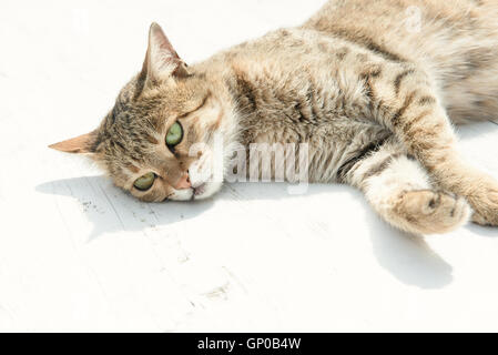 Marrone e bianco tabby cat appoggia sul tavolo bianco sullo sfondo. Foto Stock