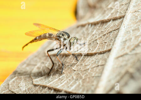 Robberfly (Asilidae) Foto Stock