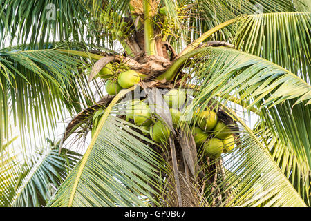 Molti coconut su albero di cocco. Foto Stock