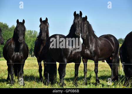 Nero cavalli Frisone in piedi sul pascolo in Frisia, Paesi Bassi. Foto Stock