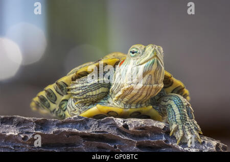 Piccolo rosso-eared cursori (tartaruga) sulla roccia Foto Stock