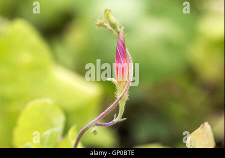 Bocciolo di rosa centinodia Foto Stock