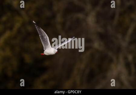 Red fatturati gabbiano in volo a Western Springs, Auckland Foto Stock