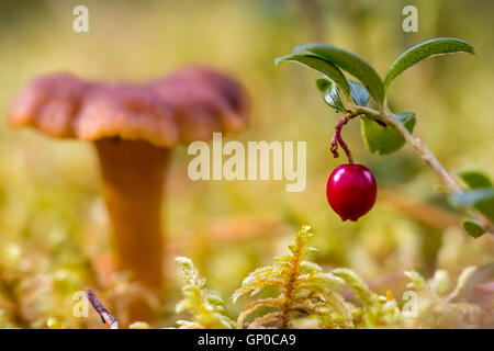 Lingonberry ed un fungo yellowfoot Foto Stock