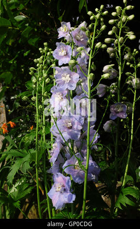 Delphinium blu lavanda custode di un impianto parennial fiore Foto Stock