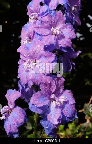 Delphinium blu un impianto parennial fiore Foto Stock