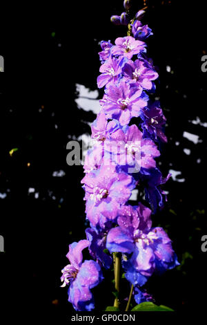 Delphinium blu un impianto parennial fiore Foto Stock