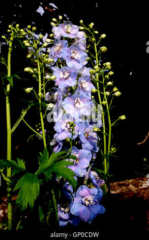 Delphinium blu lavanda custode di un impianto parennial fiore Foto Stock