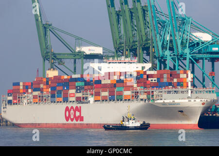 Nave portacontainer OOCL Singapore lasciando un terminale per container nel porto di Anversa. Foto Stock