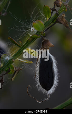 Pod scotch broom (Cytisus scoparius). Foto Stock