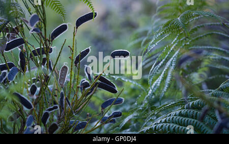 Pods scotch broom (Cytisus scoparius). Foto Stock