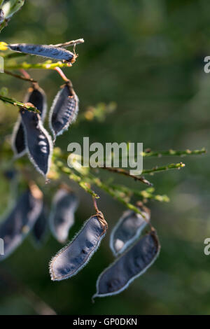 Pods scotch broom (Cytisus scoparius). Foto Stock