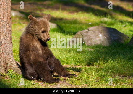 Giovani brown Bear Cub, sedersi, rilassarsi al sole in una foresta finlandese Foto Stock