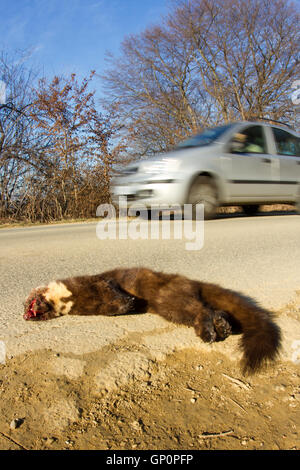 Road kill: dead martora ( Martes martes ) sul lato della strada dopo essere stato colpito in auto Foto Stock