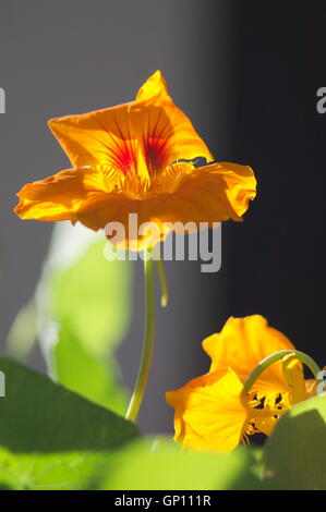 I nasturzi giallo nel letto di fiori in presenza di luce solare Foto Stock