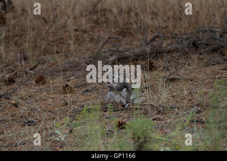 La Abert Squirrel Sciurus aberti avanzamento sul suolo della foresta. Bordo Sud del Grand Canyon. In Arizona. Stati Uniti d'America Foto Stock