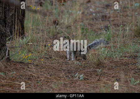 La Abert Scoiattolo Sciurus aberti, rovistando sul suolo della foresta. Kaibab Forest. Nei pressi del Grand Canyon South Rim. In Arizona, Stati Uniti d'America Foto Stock