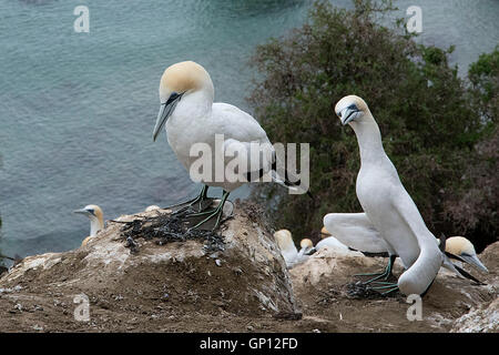 Un molto nosy Gannett.. Foto Stock