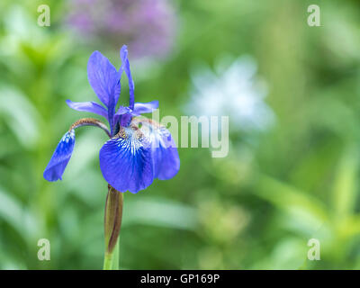 Iris blu fiore con acqua goccia in stretta fino Foto Stock