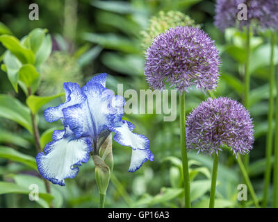 Iris blu fiore con acqua goccia in stretta fino Foto Stock