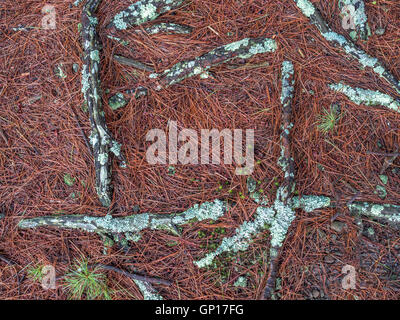 I rami degli alberi coperti di muschi e licheni posa su un letto di aghi di pino in foresta Foto Stock