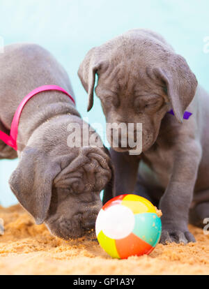 Due Great Dane cuccioli di razza occhiata una sfera con cautela Foto Stock