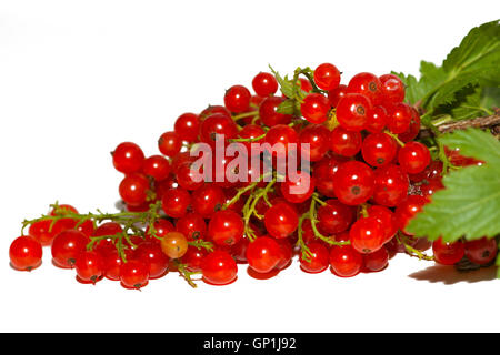 Un mazzo o racemi di ribes rosso bacche, isolata contro uno sfondo bianco. Bacche rosse, foglie verdi. Foto Stock