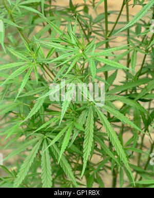 Pianta di cannabis Foto Stock