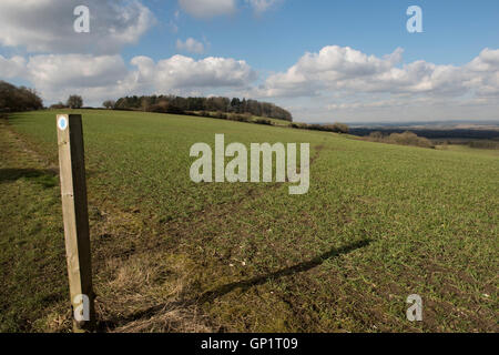 Sentiero segno e tagliare il percorso attraverso le fasi di un grano di inverno campo sulla North Wessex Downs in febbraio Foto Stock