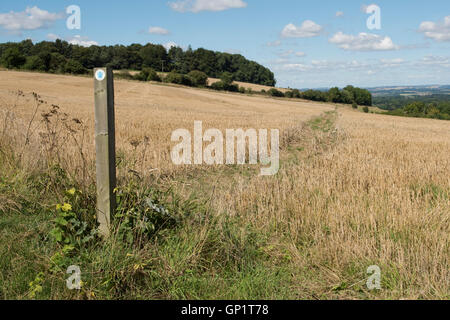 Sentiero segno e tagliare il percorso attraverso le fasi di un grano di inverno di stoppia di campo sulla North Wessex Downs verso la fine di agosto Foto Stock