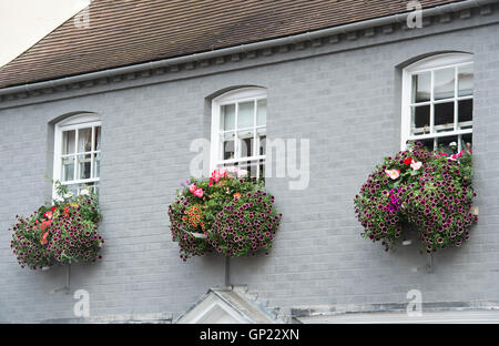 Impianto / Fiori scatole di finestra su un dipinto di grigio casa anteriore nella città di Pershore, Worcestershire, Regno Unito Foto Stock