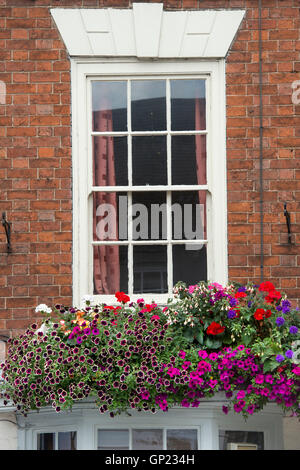 Impianto / Flower window box su una facciata della casa nella città di Pershore, Worcestershire, Regno Unito Foto Stock