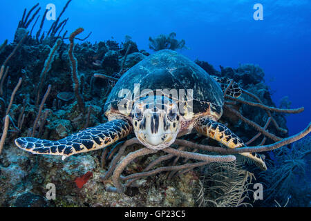 Hawksbill Sea Turle, Eretmochelys imbricata, Turneffe Atoll, dei Caraibi, del Belize Foto Stock