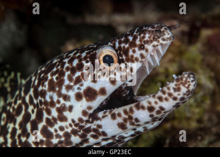 Spotted moray eel, Gymnothorax moringa, Turneffe Atoll, dei Caraibi, del Belize Foto Stock