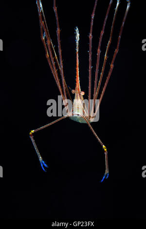 Freccia Yellowline Granchio Stenorhynchus seticornis, Turneffe Atoll, dei Caraibi, del Belize Foto Stock