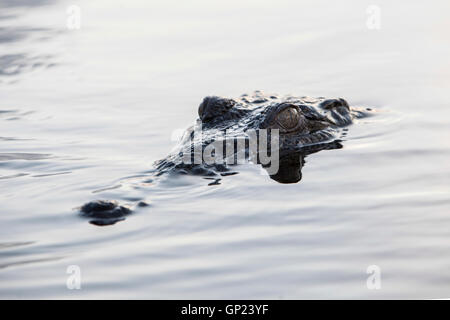Testa del coccodrillo americano, Crocodylus acutus, Turneffe Atoll, dei Caraibi, del Belize Foto Stock