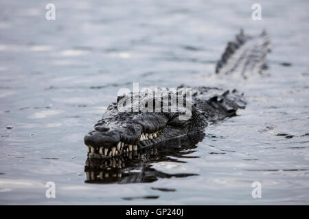 Coccodrillo americano, Crocodylus acutus, Turneffe Atoll, dei Caraibi, del Belize Foto Stock