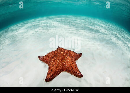Cuscino rosso Starfish in laguna, Oreaster reticulatus, Turneffe Atoll, dei Caraibi, del Belize Foto Stock