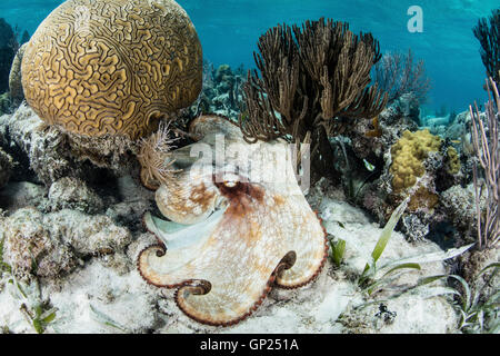 Carribean Reef Octopus, polpo briareus, Turneffe Atoll, dei Caraibi, del Belize Foto Stock