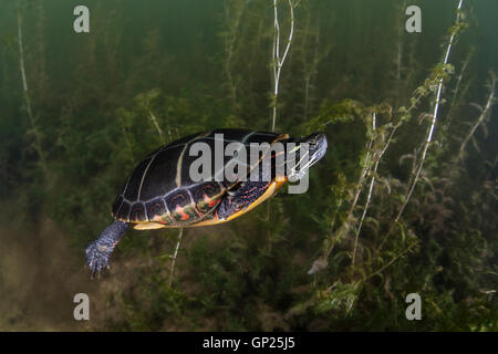 Dipinto di tartaruga, Chrysemys picta, Massachusetts, Cape Cod, STATI UNITI D'AMERICA Foto Stock