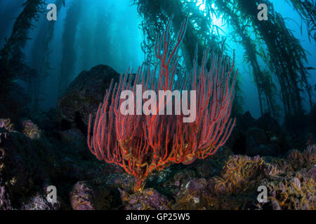 Gorgonia rosso corallo a frusta, Lophogorgia chilensis, Isole del Canale, CALIFORNIA, STATI UNITI D'AMERICA Foto Stock